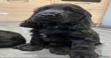 Cocker Spaniel dogs *READY NOW* 1 LEFT KC Show Cocker Spaniel Puppies - Advert 10