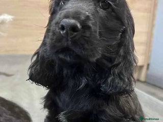 Cocker Spaniel dogs *REDUCED* Last KC Show Cocker Spaniel Puppy - Advert 9