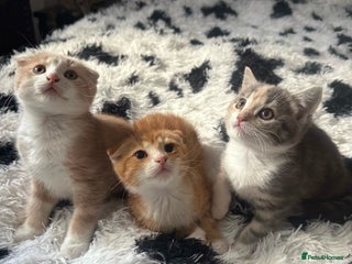 Scottish Fold cats - Advert 35