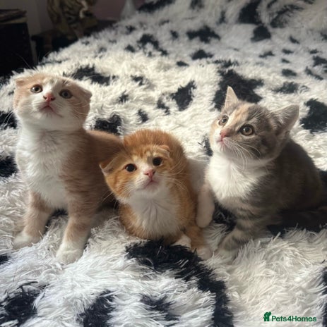 Scottish Fold cats - Advert 12
