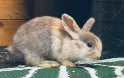 Mini Lop rabbits for sale: Mini Lops & H/LopxLion nearly7w Read description) - Image 5