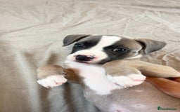 Mixed Breed dogs for sale: “FrenchieStaff” Puppy - Image 3