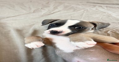 Mixed Breed dogs - Advert 6