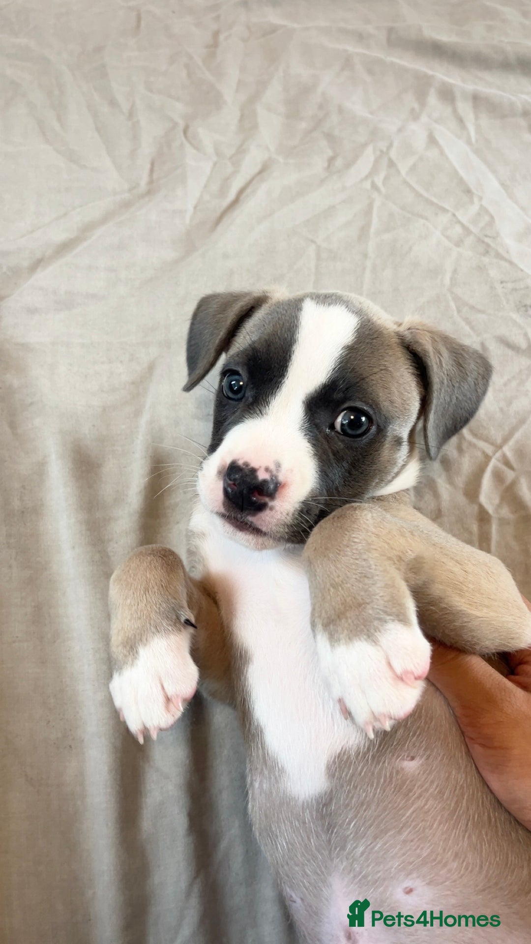 Mixed Breed dogs for sale: “FrenchieStaff” Puppy - Image 3