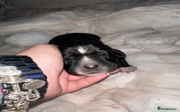 Mixed Breed dogs for sale: Labrador cross Dalmatian puppies - Advert 13