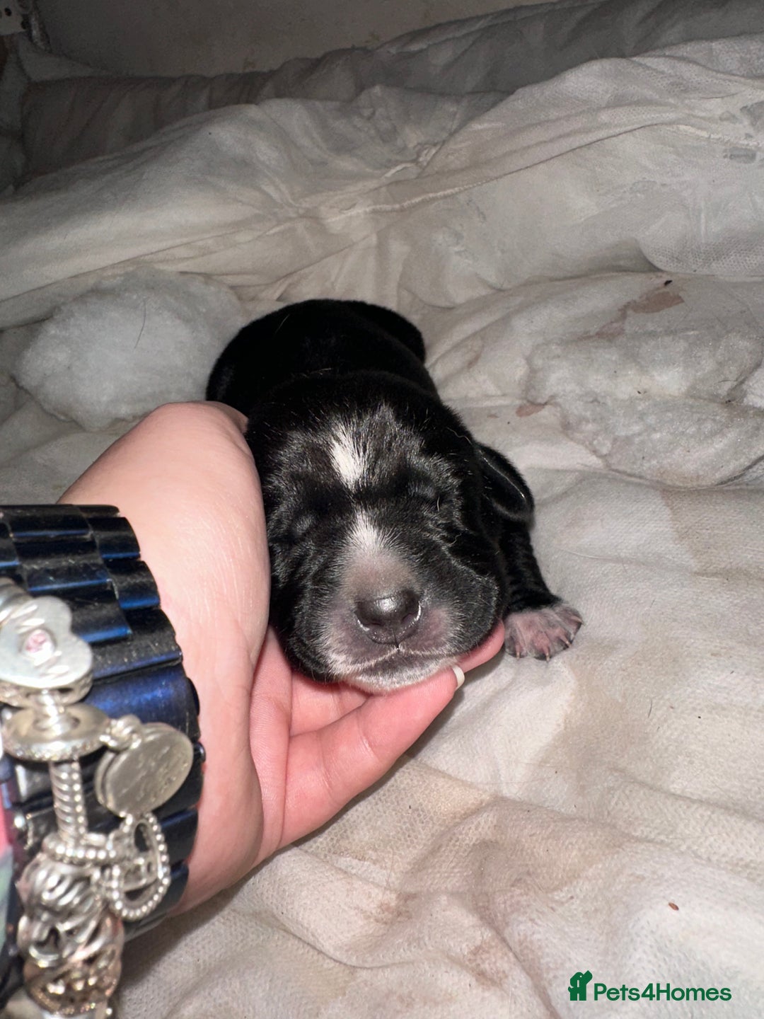 Mixed Breed dogs for sale: Labrador cross Dalmatian puppies - Advert 13