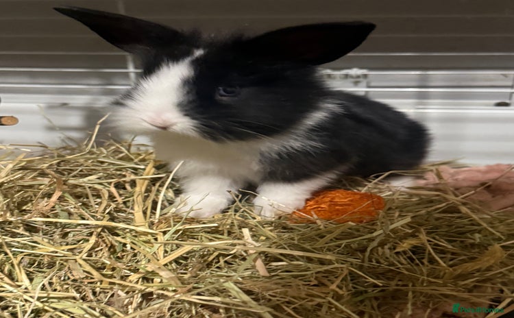 Mini Lion Lop rabbits - Advert 1