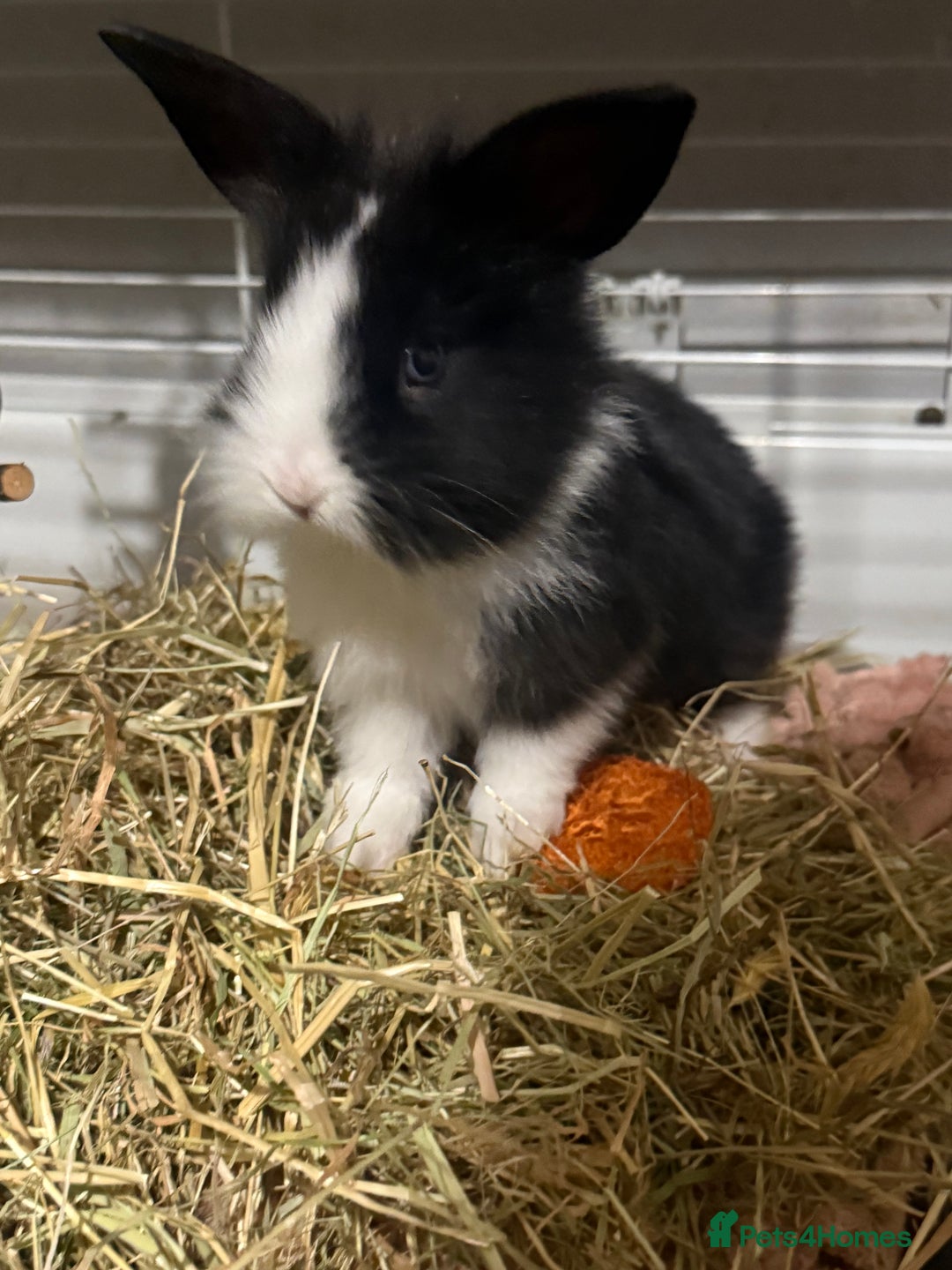 Mini Lion Lop rabbits for sale: lionlop baby bunny’s  - Image 1