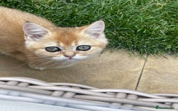 Scottish Fold cats for sale: SUMMER SALE LUXURY GOLDEN CHINCHILLA SCOTTISH FOLD - Image 2