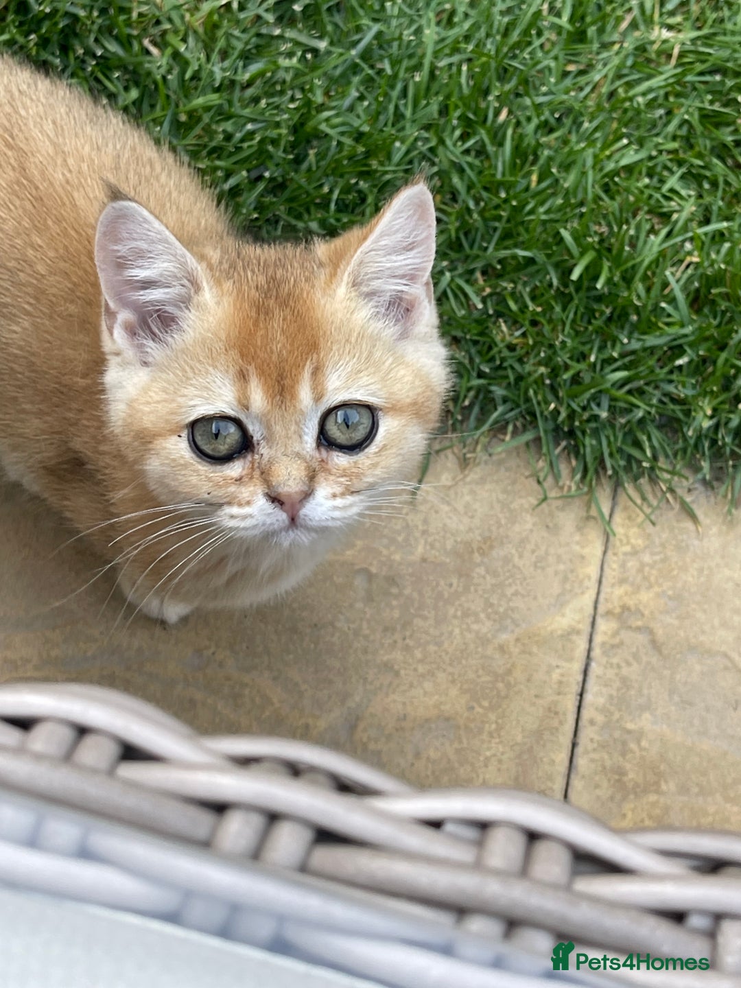 Scottish Fold cats for sale: SUMMER SALE LUXURY GOLDEN CHINCHILLA SCOTTISH FOLD - Image 2