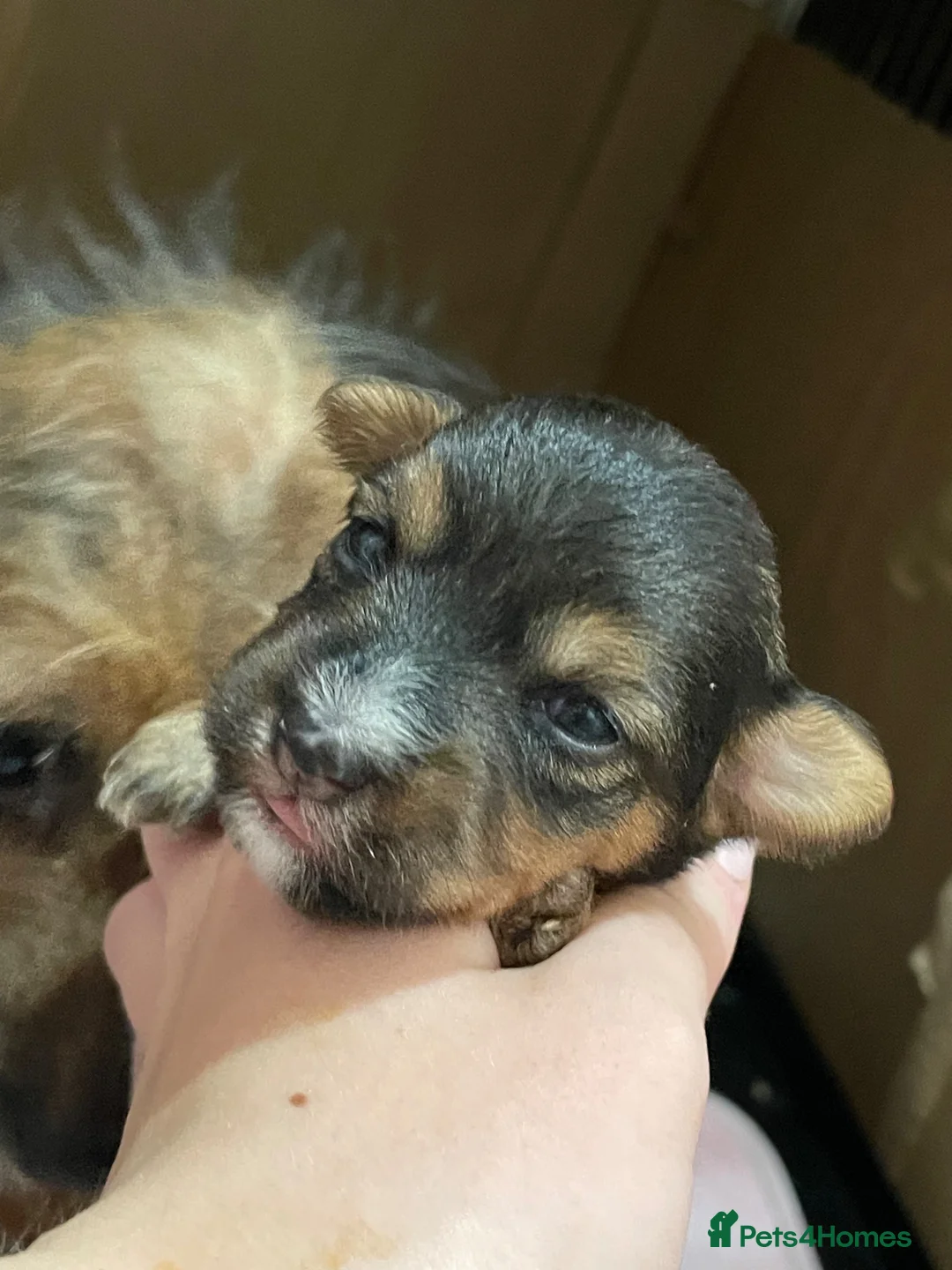 Jack Russell dogs for sale: Jack Russell puppies  in Maidenhead - Advert 2