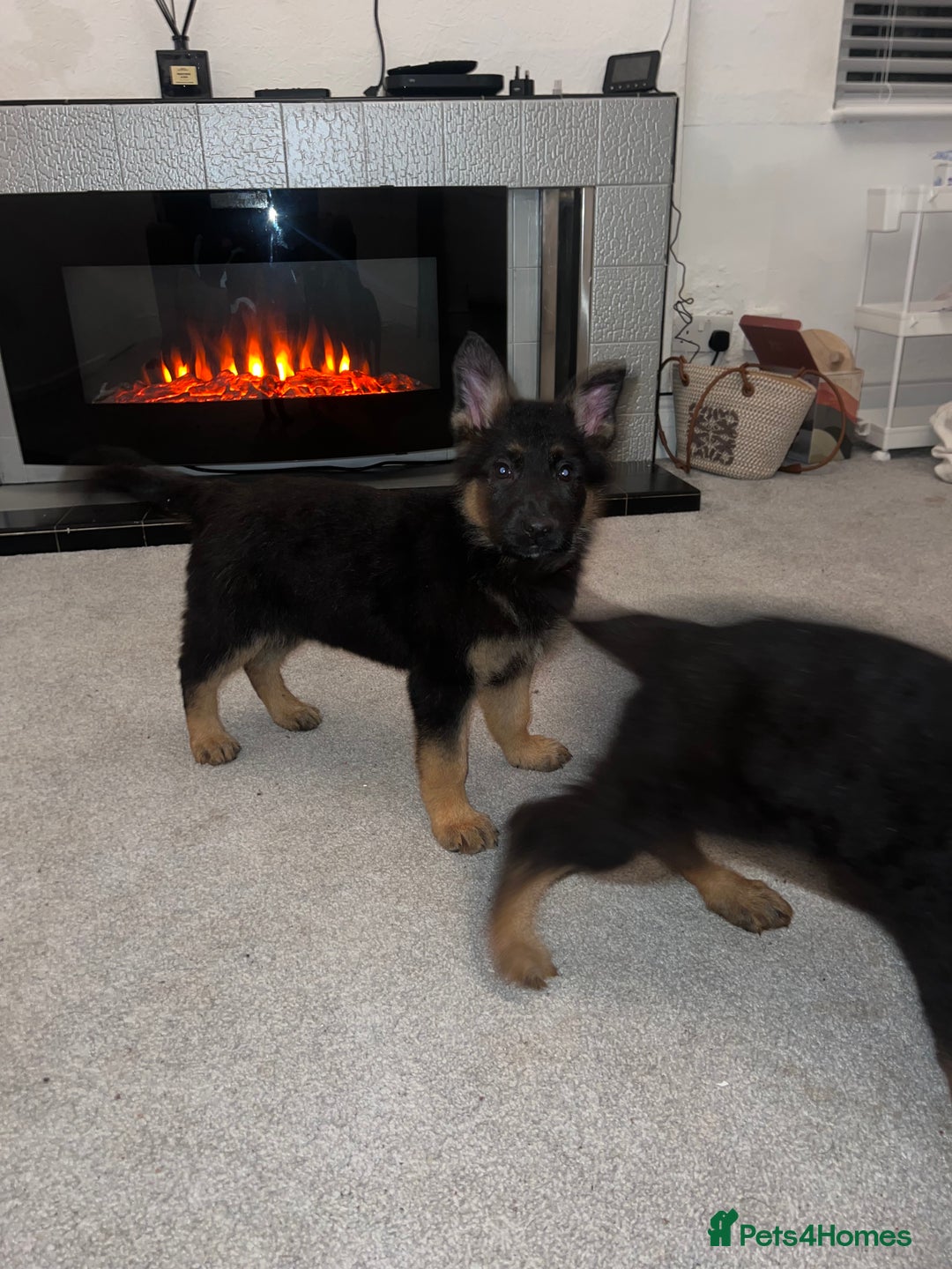 German Shepherd dogs for sale: German Shepherd puppies for sale - Advert 8