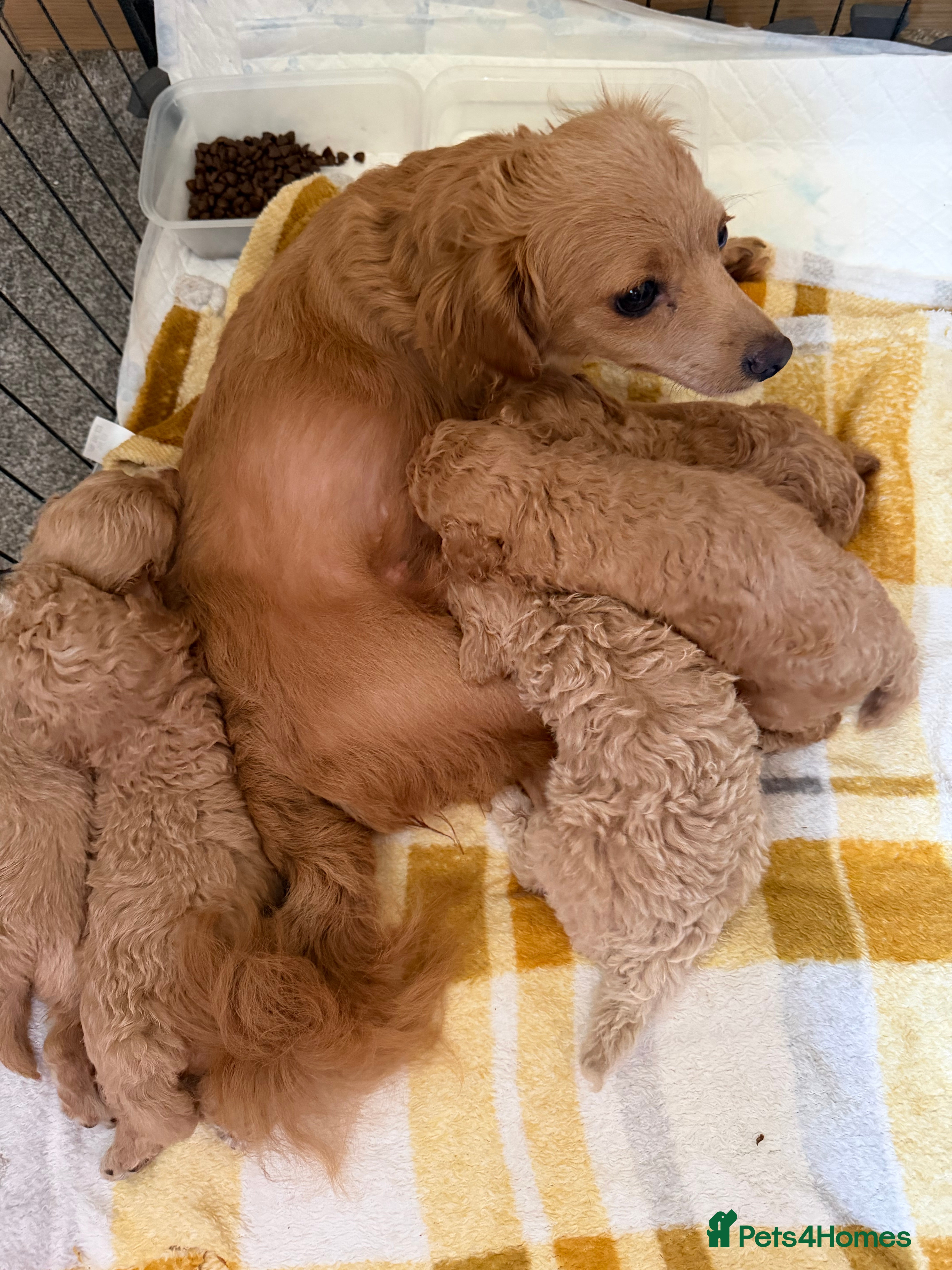 Mixed Breed dogs Boo-boo puppies - Advert 2