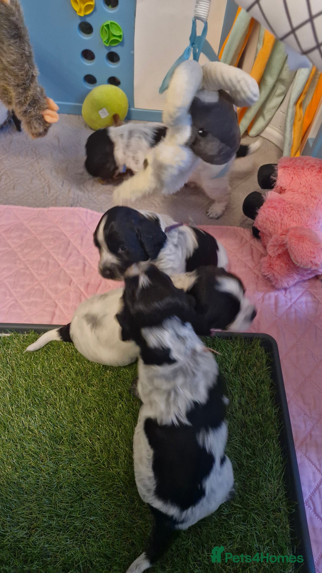 Cocker Spaniel dogs for sale: blue roan working cocker spaniels  - Advert 6