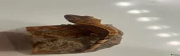 Gecko reptiles for sale: Stunning baby crested geckos - Advert 6