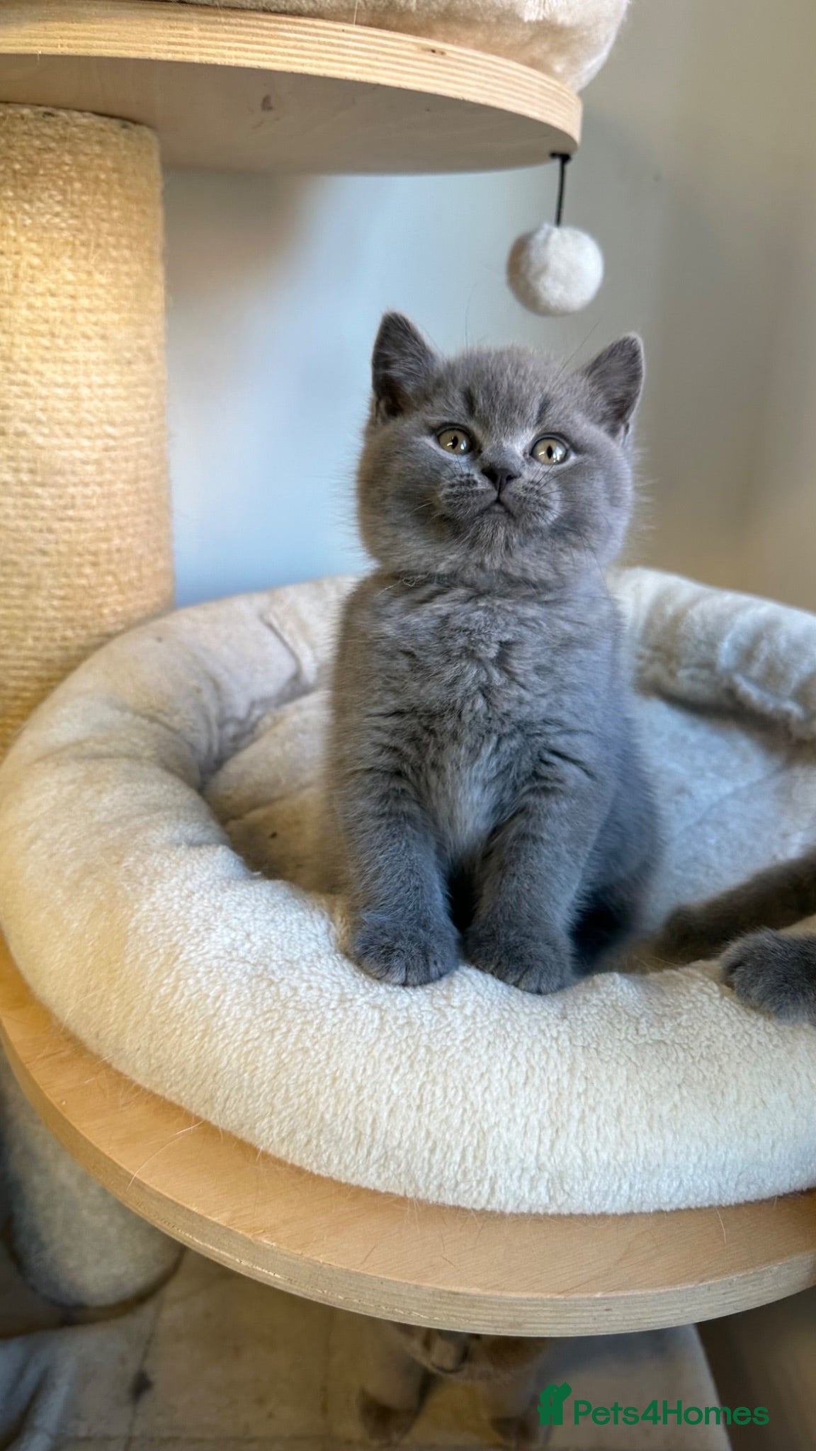 British Shorthair cats Blue BSH kittens excellent quality Tica reg - Advert 2