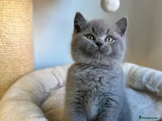 British Shorthair cats Blue BSH kittens excellent quality Tica reg - Advert 2