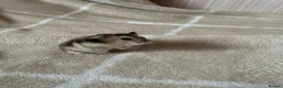 Hamster rodents for sale: 7 Russian dwarf hamsters  in Bootle - Advert 3