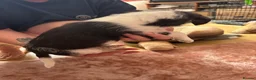 Jackapoo dogs for sale: Jackapoo puppies in Sittingbourne - Advert 3
