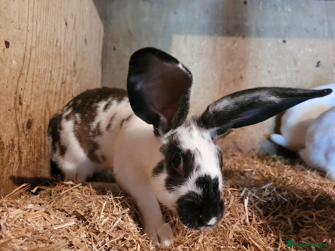 Belgian Hares rabbits for sale: 'Koda' chocolate&white butterfly Belgian Hare buck - Image 2