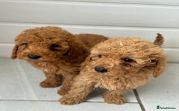 Maltipoo dogs for sale: Quality Korean maltipoos - Image 25