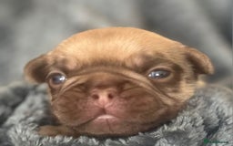 French Bulldog dogs for sale: Beautiful Rainbow Litter of Frenchies - Image 5