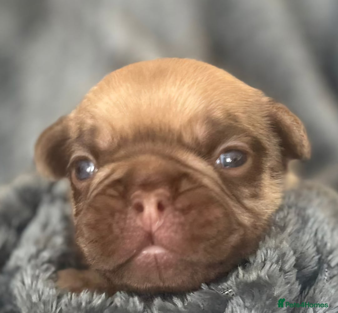 French Bulldog dogs for sale: Beautiful Rainbow Litter of Frenchies - Image 5
