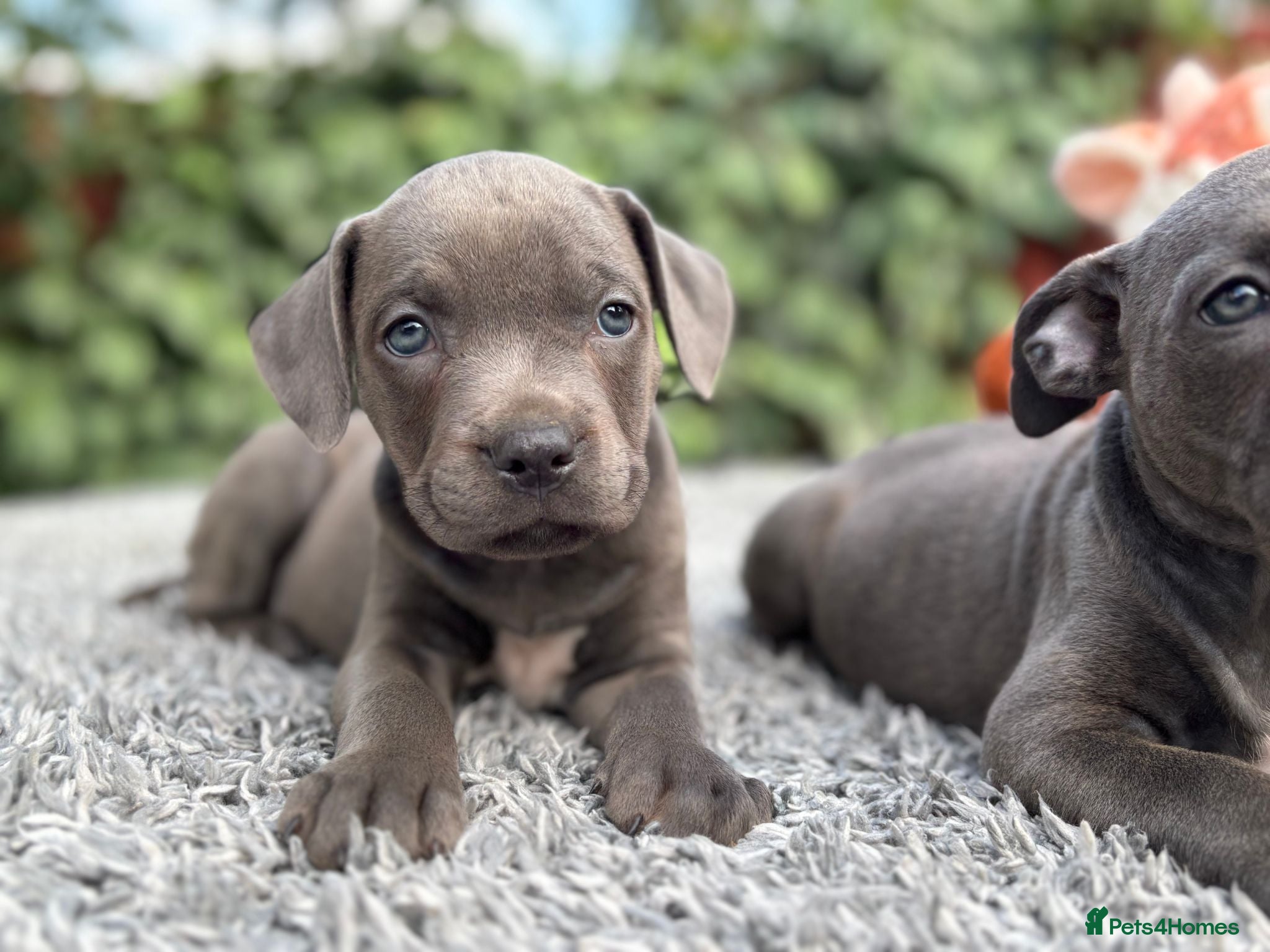 Staffordshire Bull Terrier dogs Adorable Puppies Looking For Their Forever Homes - Advert 1
