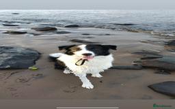 Border Collie dogs for sale: Mika Border collie 1/4 husky  - Image 2
