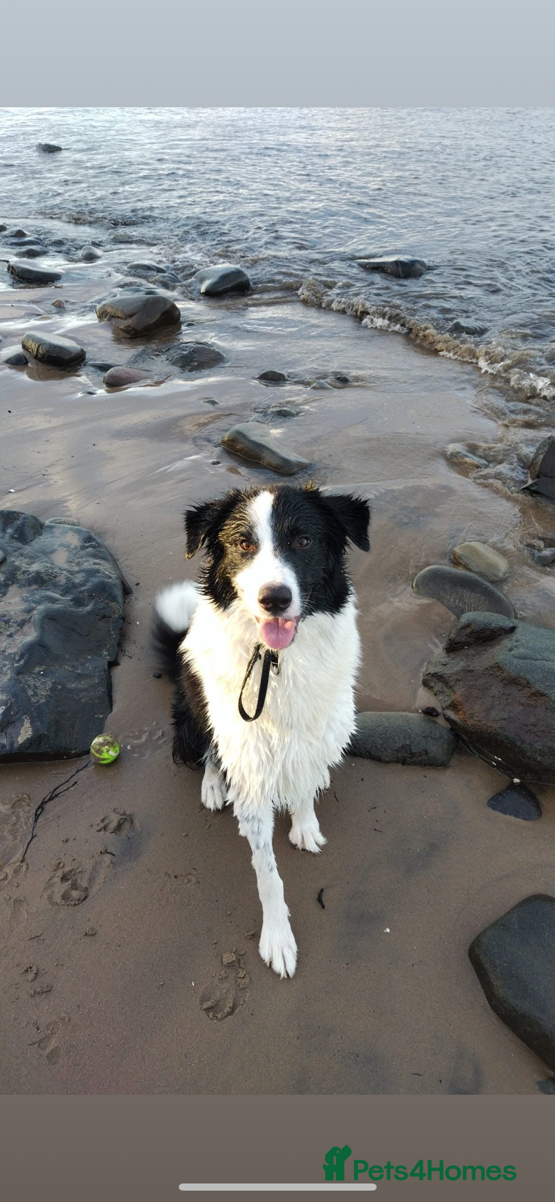 Border Collie dogs for sale: Mika Border collie 1/4 husky  - Image 2