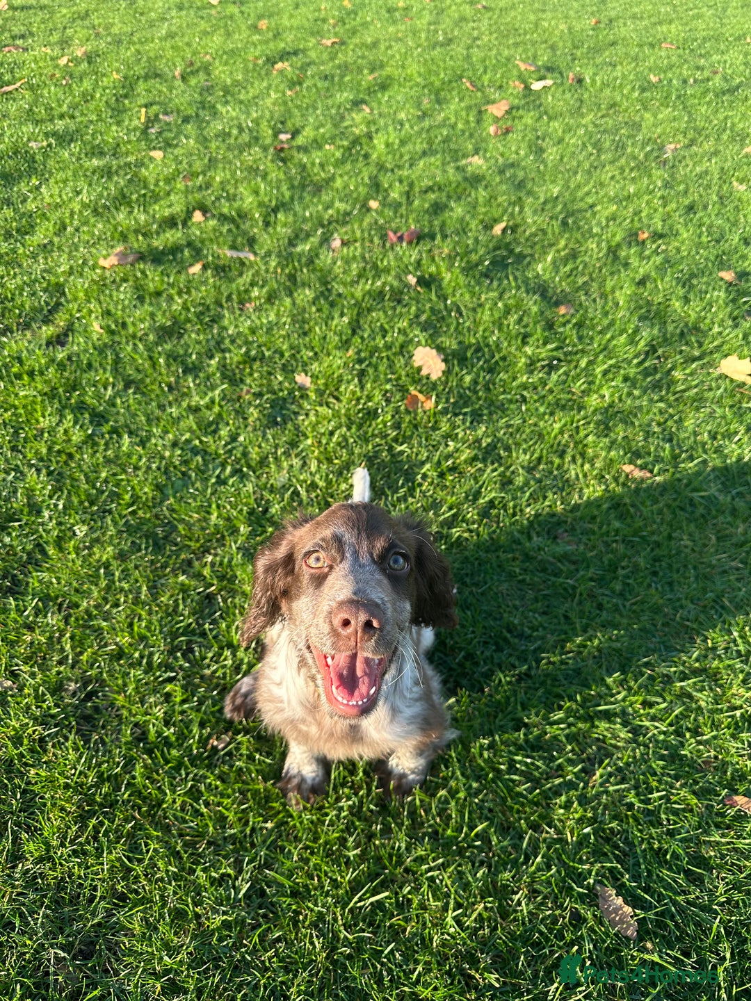 Cocker Spaniel dogs for sale: Sadly having to re-home my 5 month old puppy - Advert 9