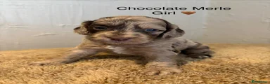 Cockapoo 4