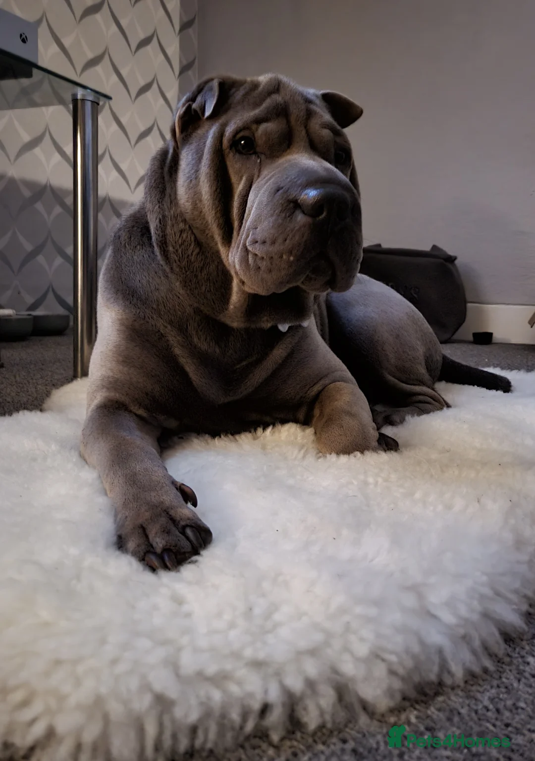 Shar Pei dogs for stud: Gus blue horse coat available for stud in Billericay - Advert 7