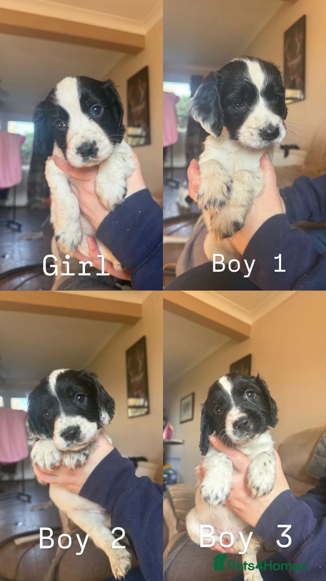 Cocker Spaniel dogs for sale: Cocker spaniel puppies  - Advert 1
