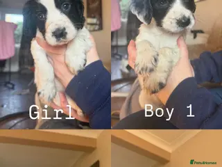 Cocker Spaniel dogs Cocker spaniel puppies - Advert 8