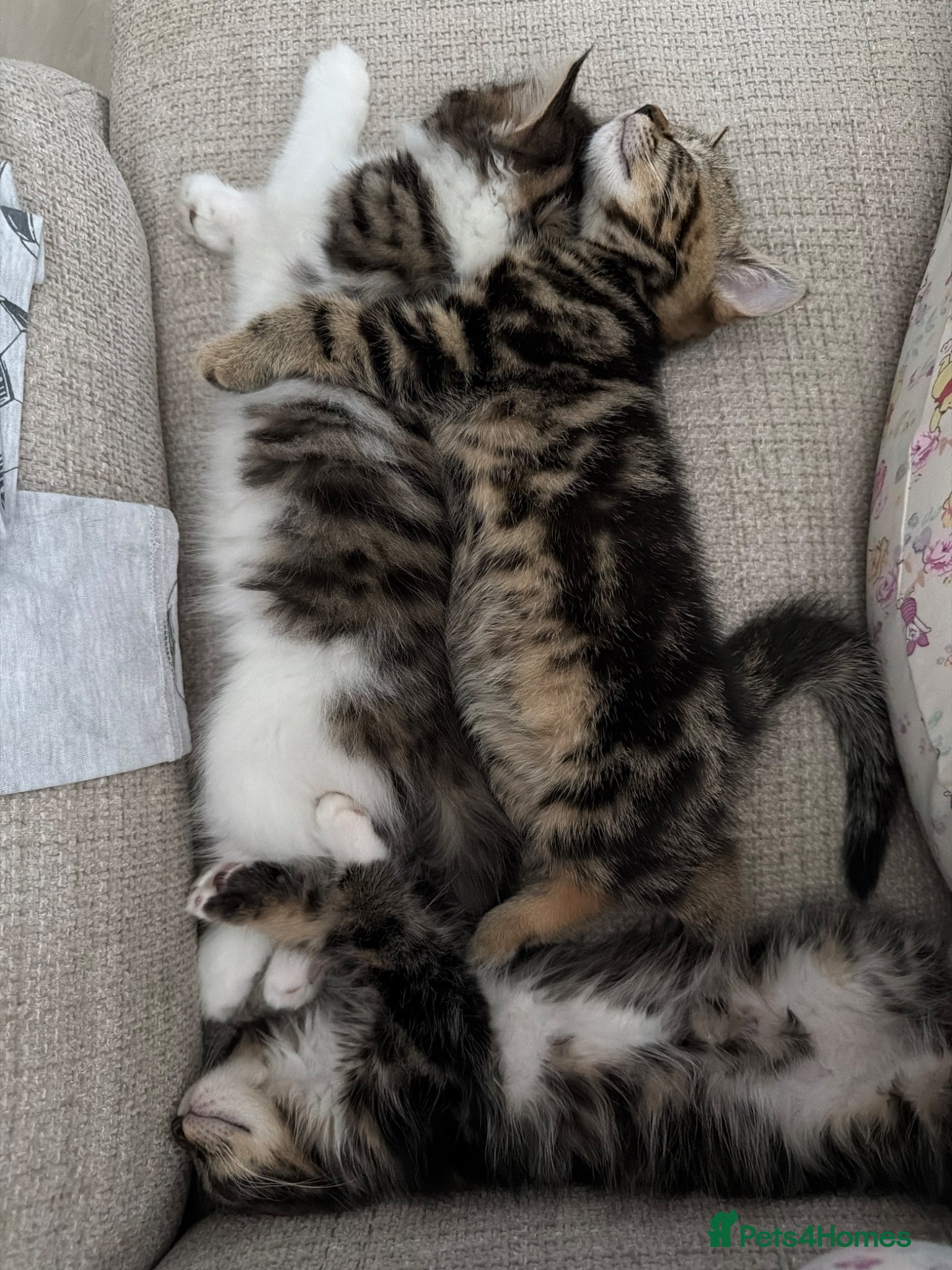 Mixed Breed cats 3 kittens for sale  - Advert 14