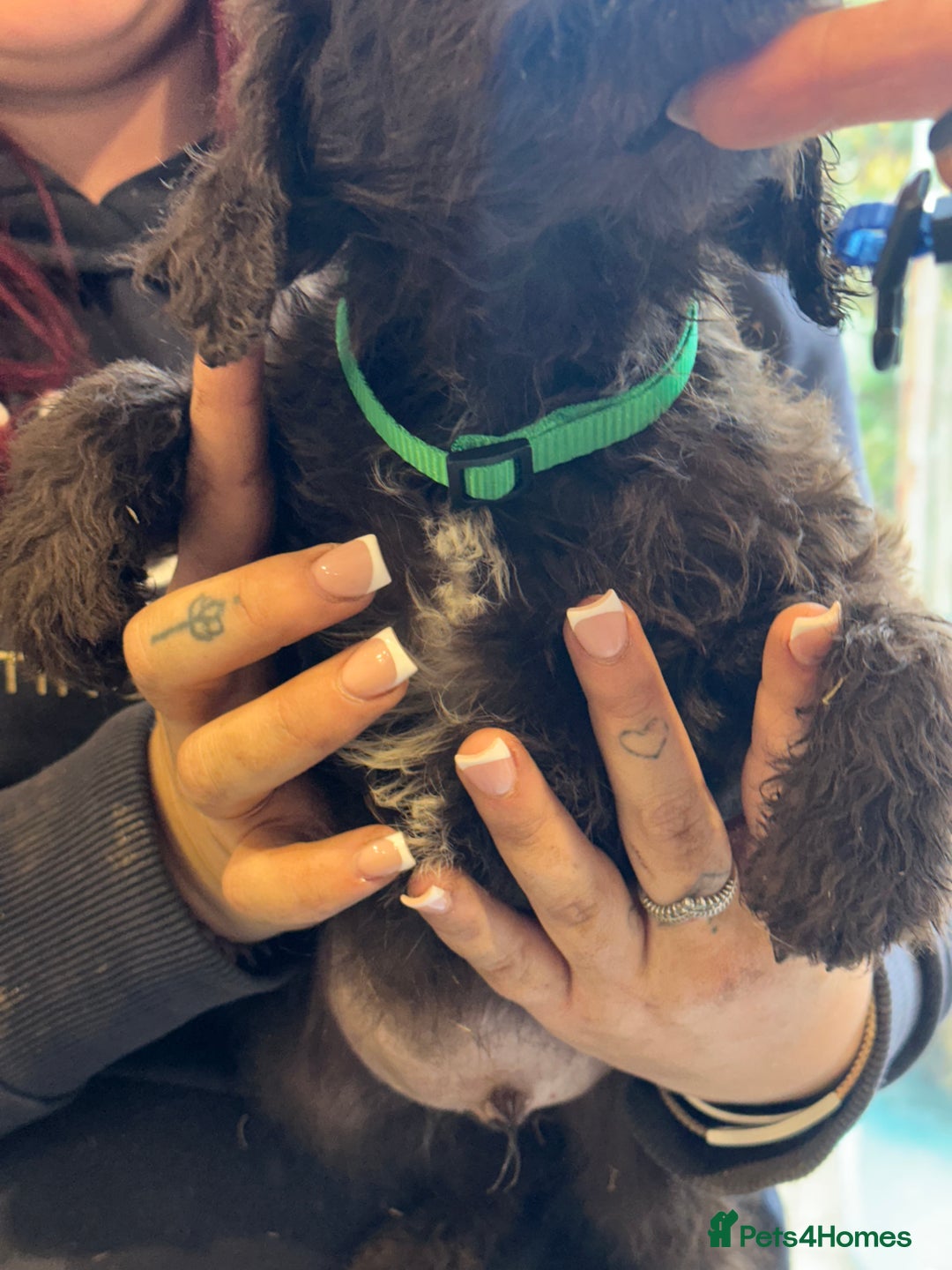 Sproodle dogs for sale: Ready now Springer cross labradoodle - Image 10