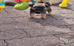Pug dogs for sale: 2 x Apricot males - Image 4
