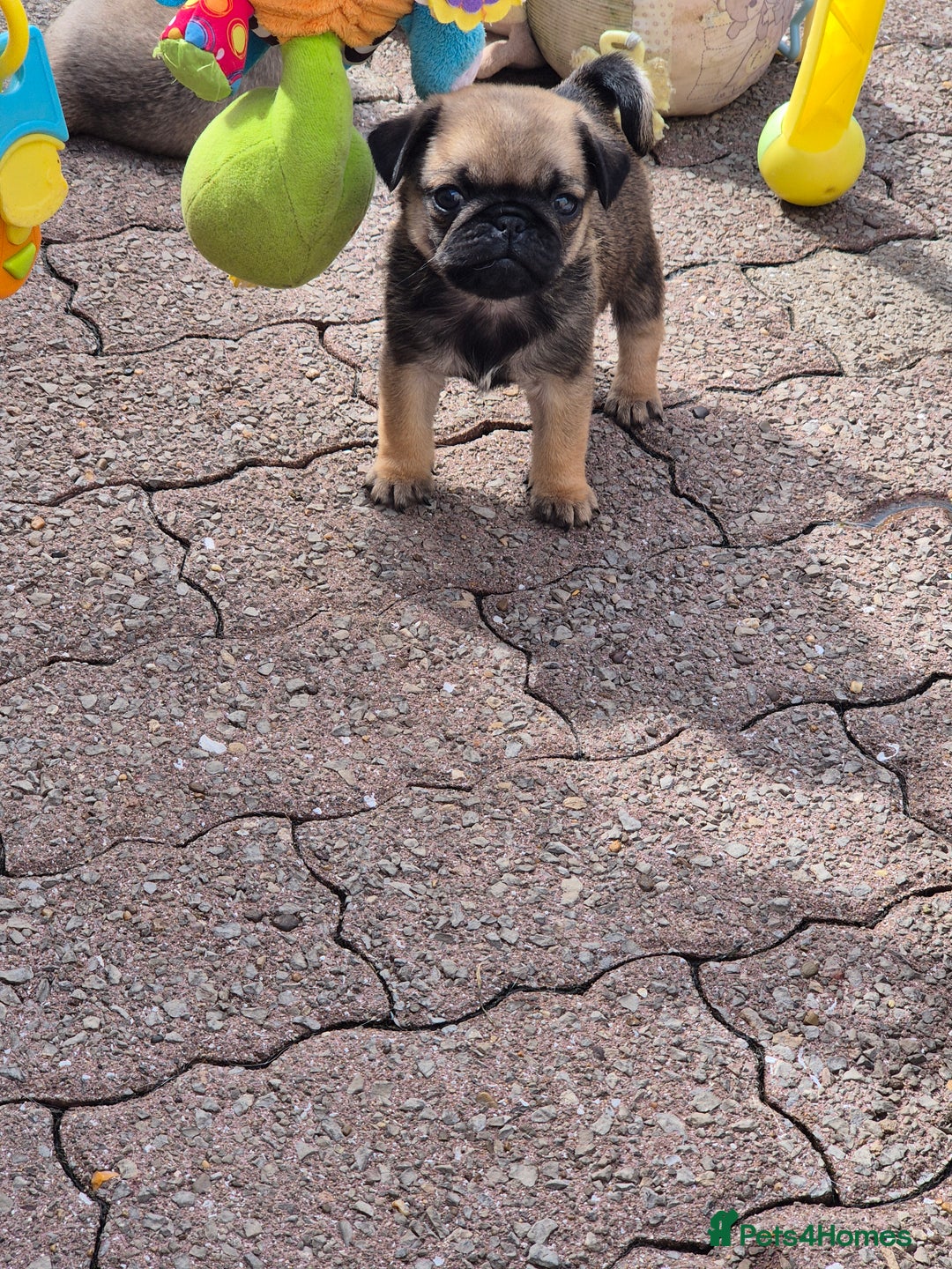 Pug dogs for sale: 2 x Apricot males - Image 4