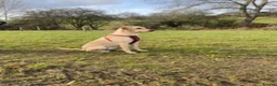 Labrador Retriever dogs for sale: Beautiful KC Registered litter of Labrador puppies in Worcester - Advert 2