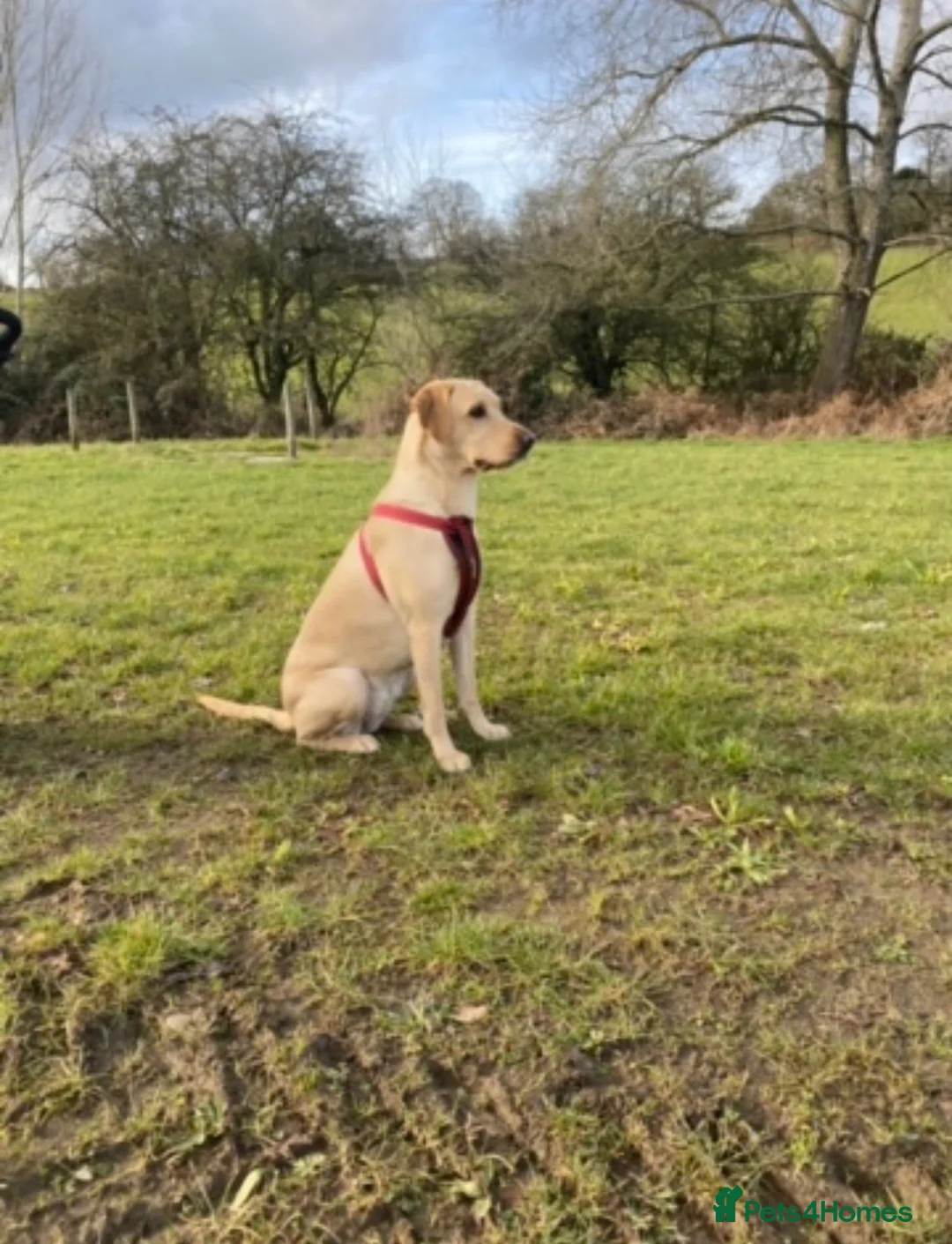 Labrador Retriever dogs for sale: Beautiful KC Registered litter of Labrador puppies in Worcester - Advert 2