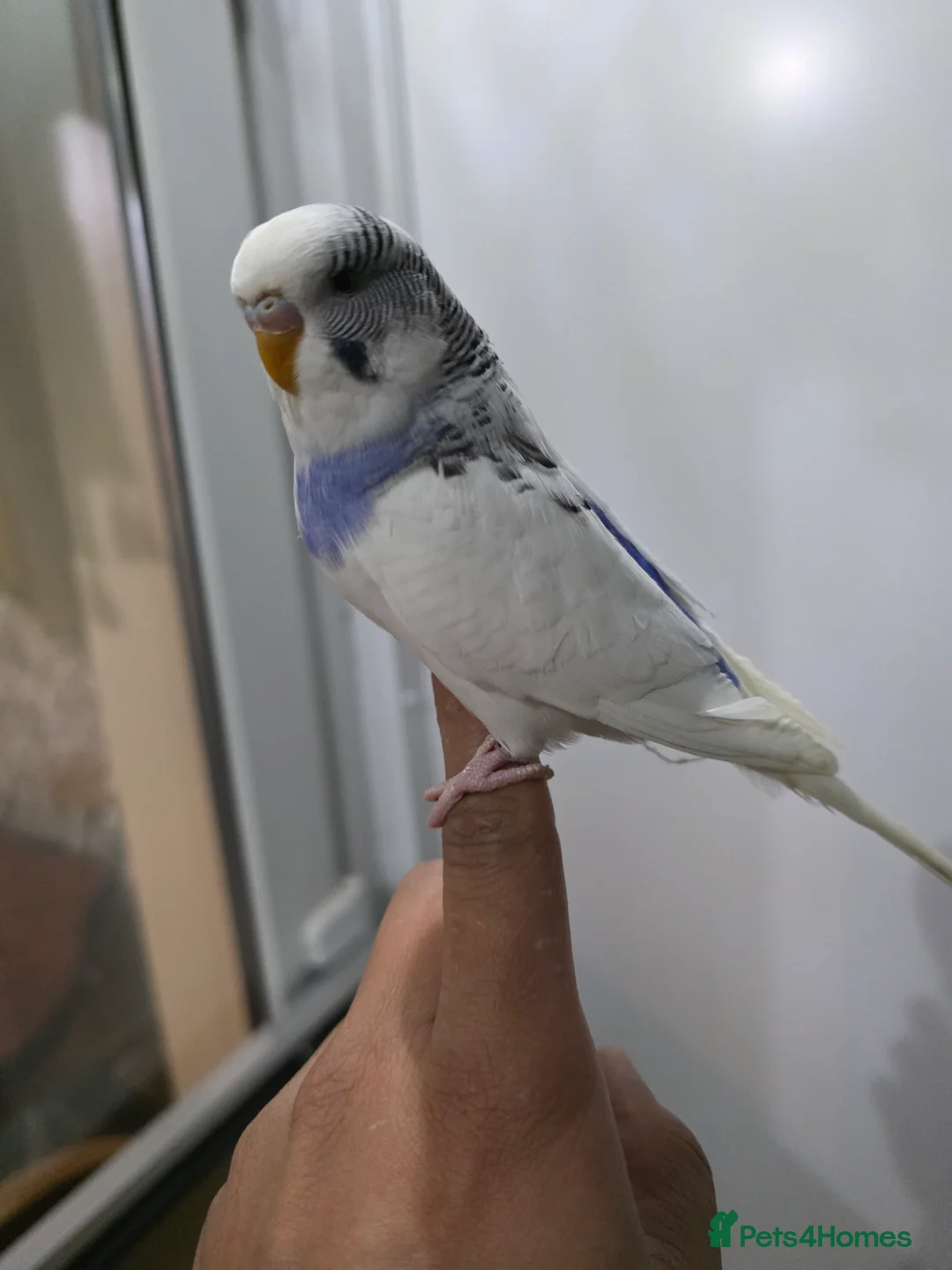 Budgerigars birds for sale: Hand tamed baby budgies for sale  - Advert 4