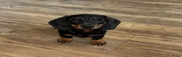 Miniature Dachshund dogs for sale: *REDUCED* FULLY INOCULATED MINI SMOOTH DACHSHUNDS - Advert 7