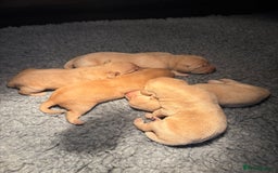 Labrador Retriever dogs for sale: Labrador pup’s for sale  - Image 1