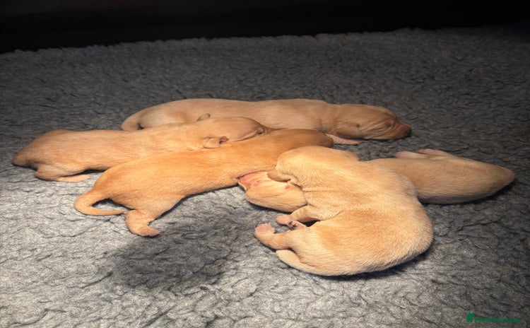 Labrador Retriever dogs - Advert 3