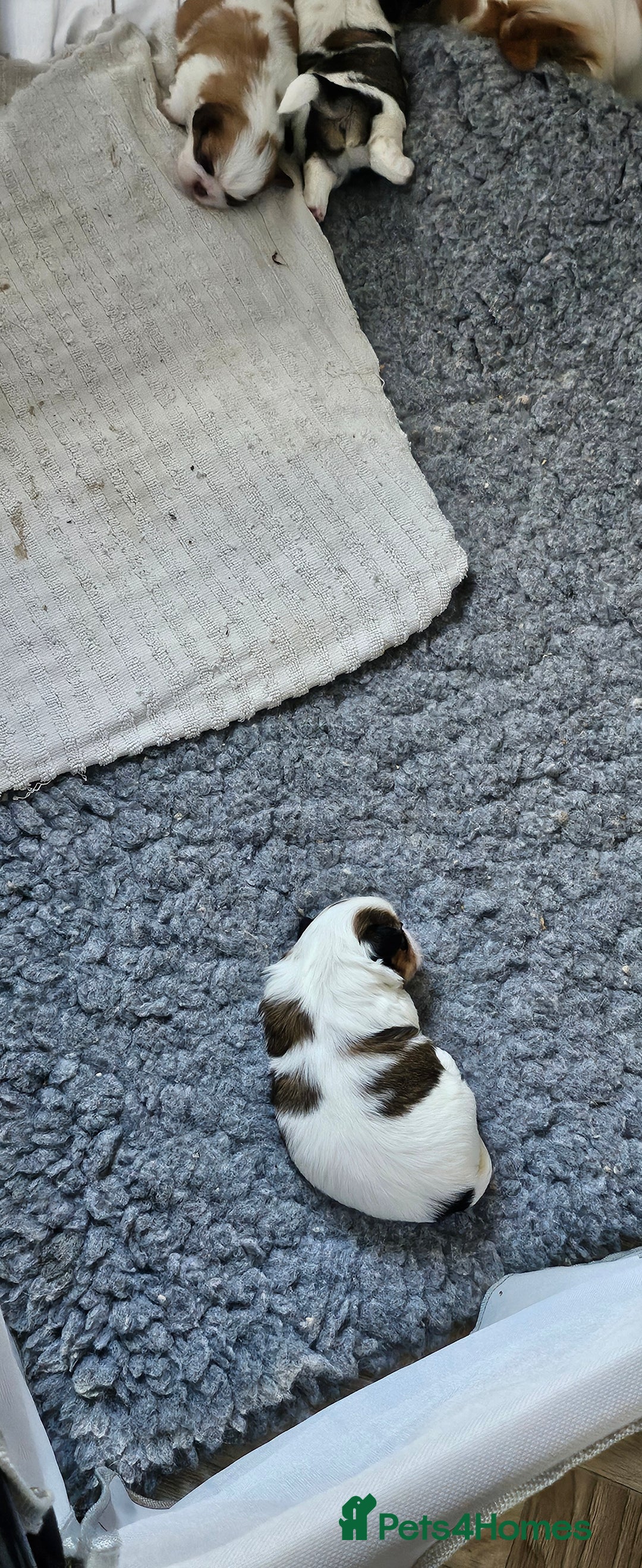 Mixed Breed dogs for sale: 4 beautiful little puppies chihuahua/shih tzu X - Advert 22