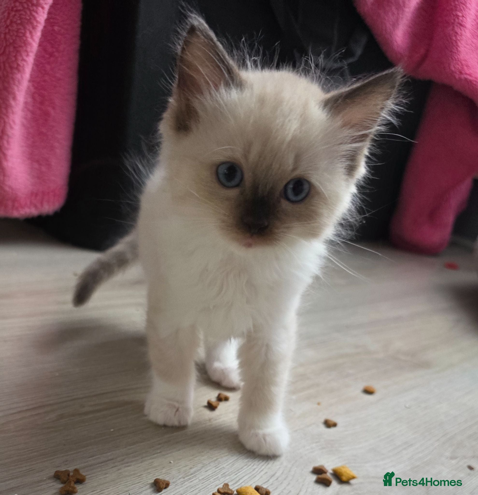 Ragdoll cats Pure Ragdolls kittens, 1 male available 💎🐯😺 - Advert 1