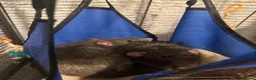 Rat rodents for sale: 2 gorgeous boys need new homes ASAP in Wickford - Advert 2