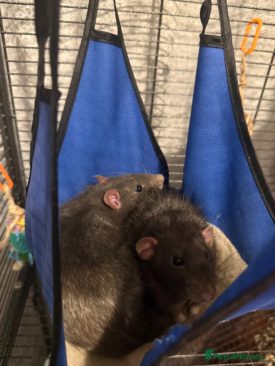 Rat rodents for sale: 2 gorgeous boys need new homes ASAP in Wickford - Advert 2