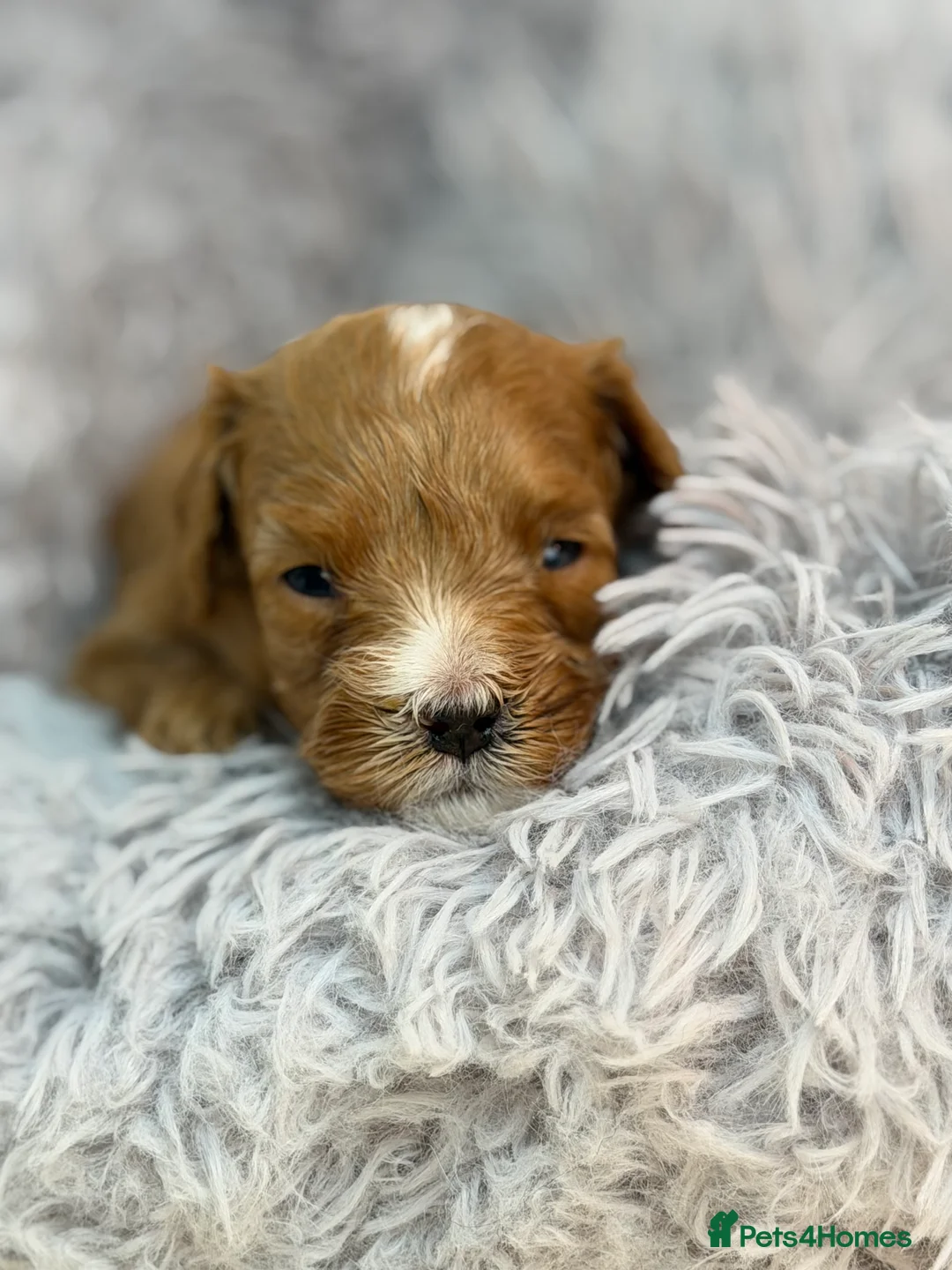 Cavapoo dogs for sale: F1 Red Cavapoo little girl available 🐾🥰 - Advert 6
